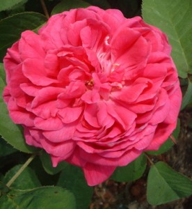 ROSE DE RESCHT (Portland)